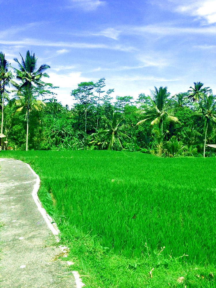 Ubud Sawah Scenery Villa And Homestay Tegallalang  Buitenkant foto