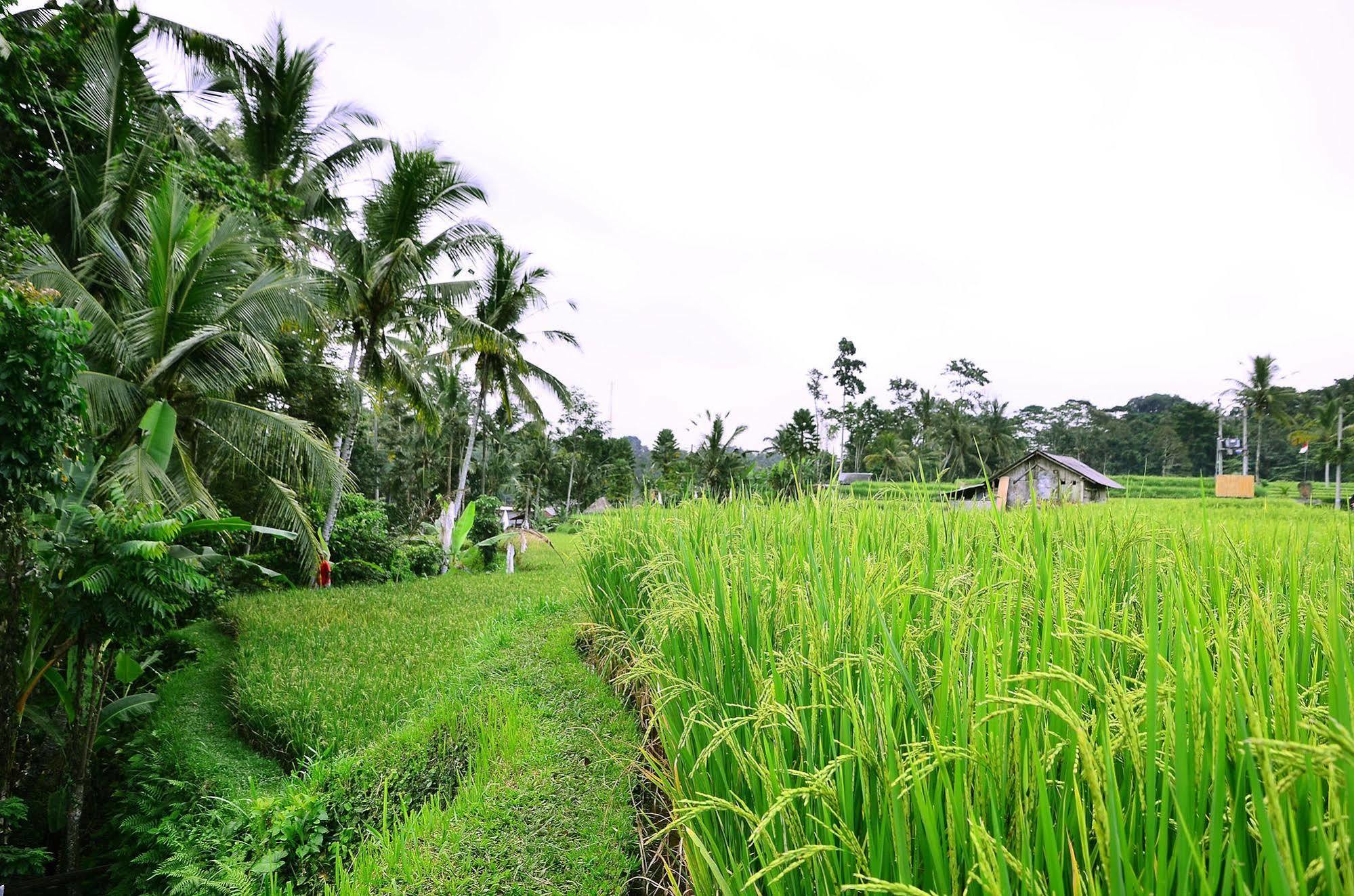 Ubud Sawah Scenery Villa And Homestay Tegallalang  Buitenkant foto