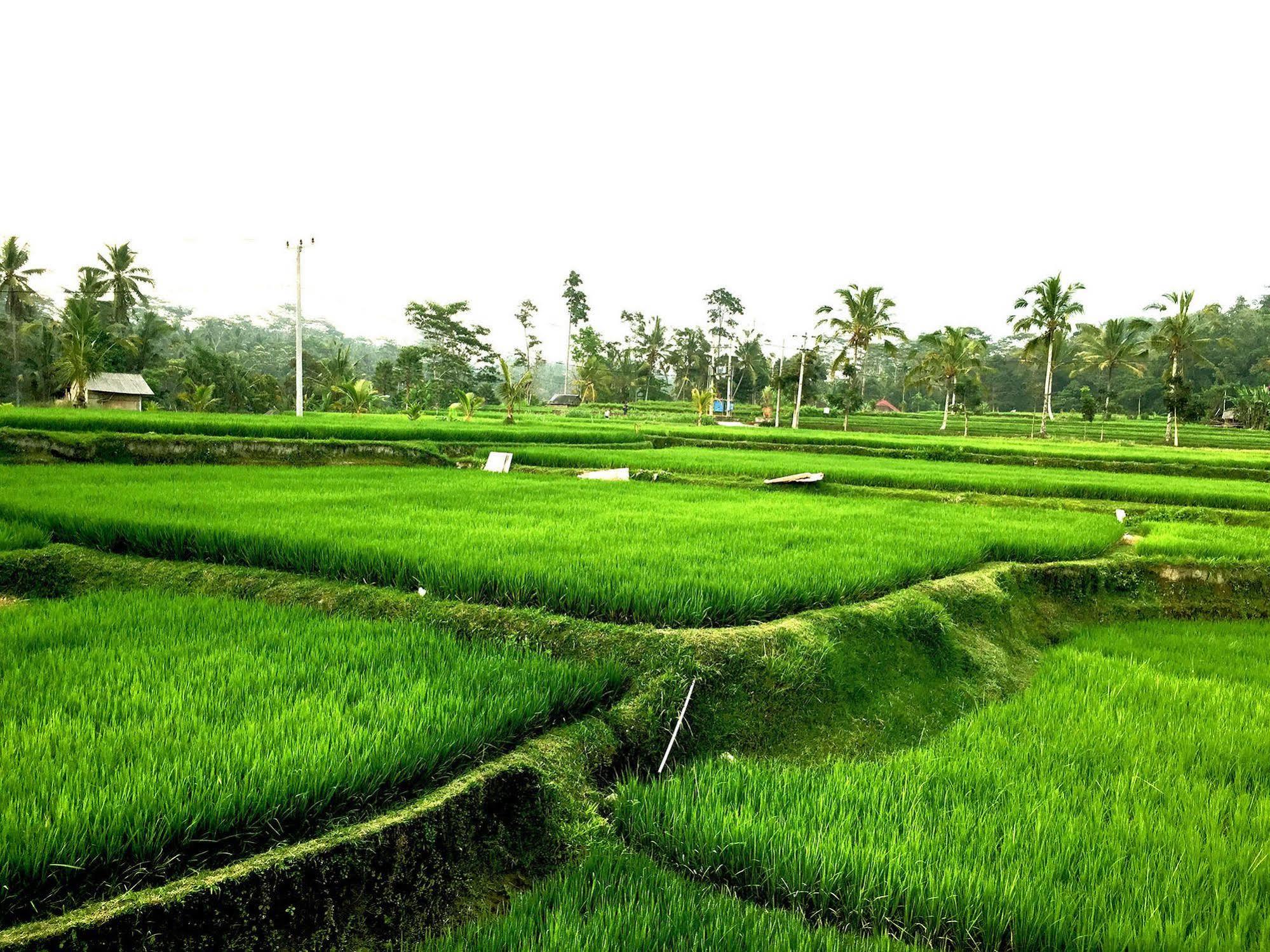 Ubud Sawah Scenery Villa And Homestay Tegallalang  Buitenkant foto