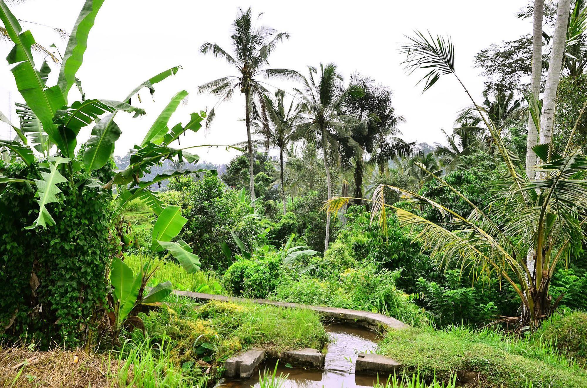 Ubud Sawah Scenery Villa And Homestay Tegallalang  Buitenkant foto