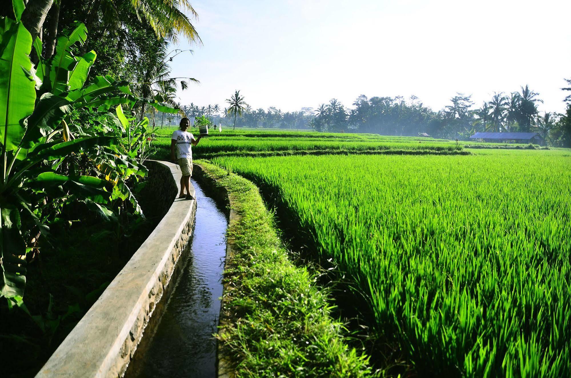 Ubud Sawah Scenery Villa And Homestay Tegallalang  Buitenkant foto